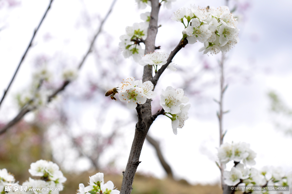 白桃花