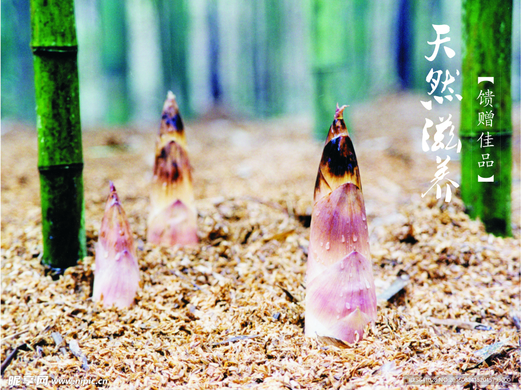 春笋