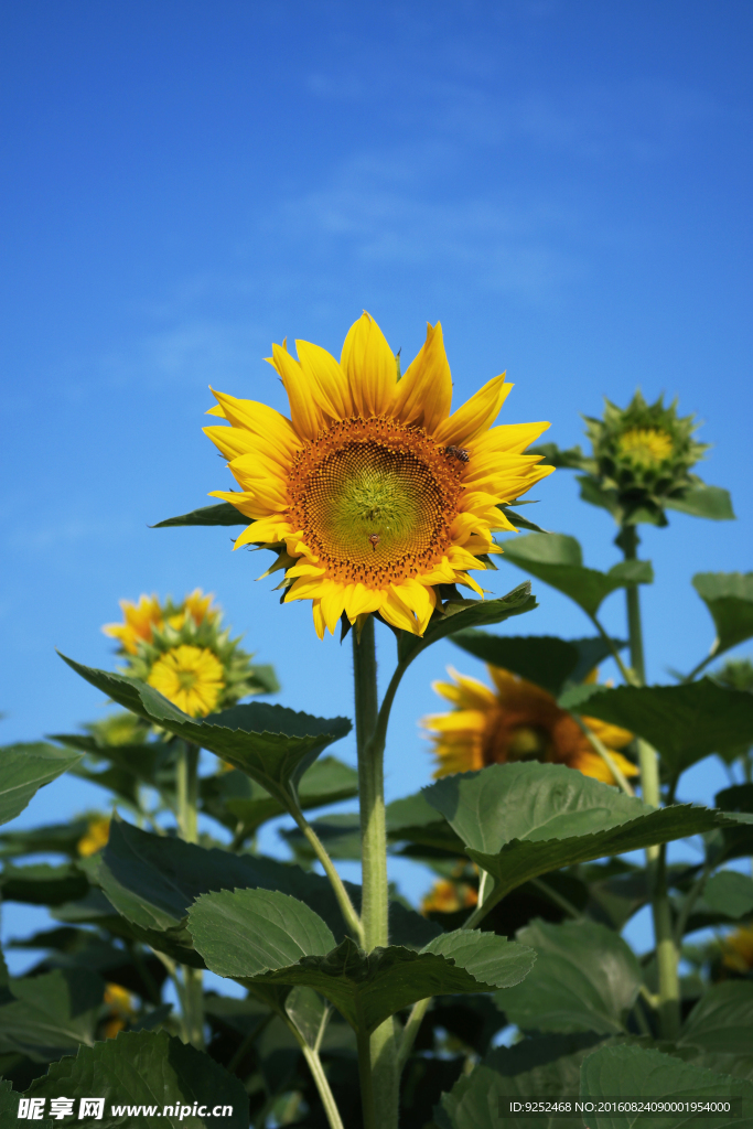 太阳花