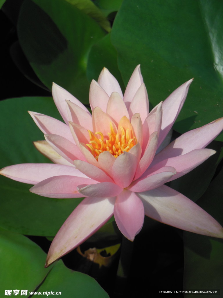 睡莲花