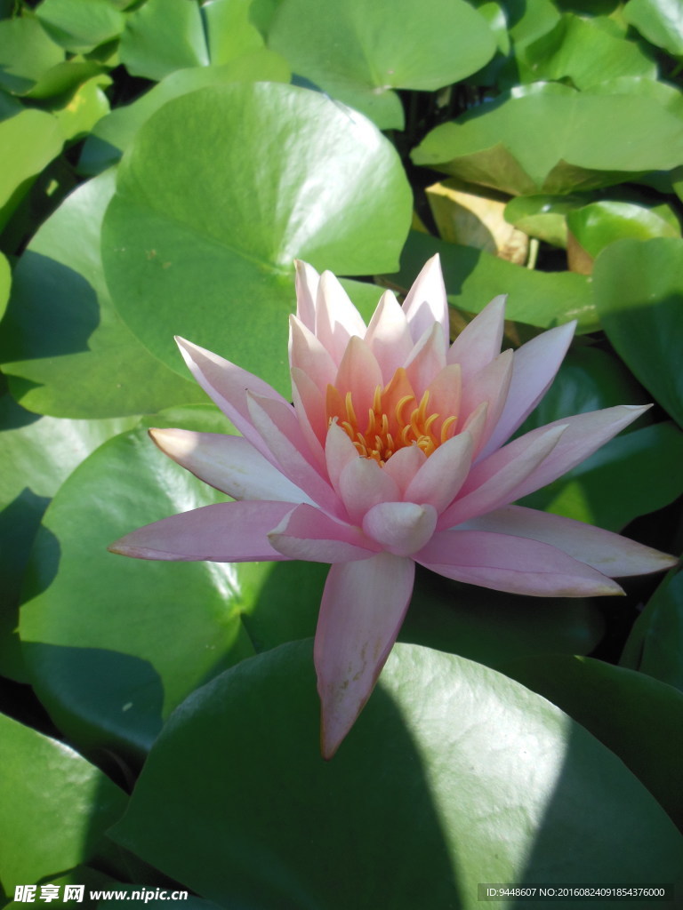 睡莲花