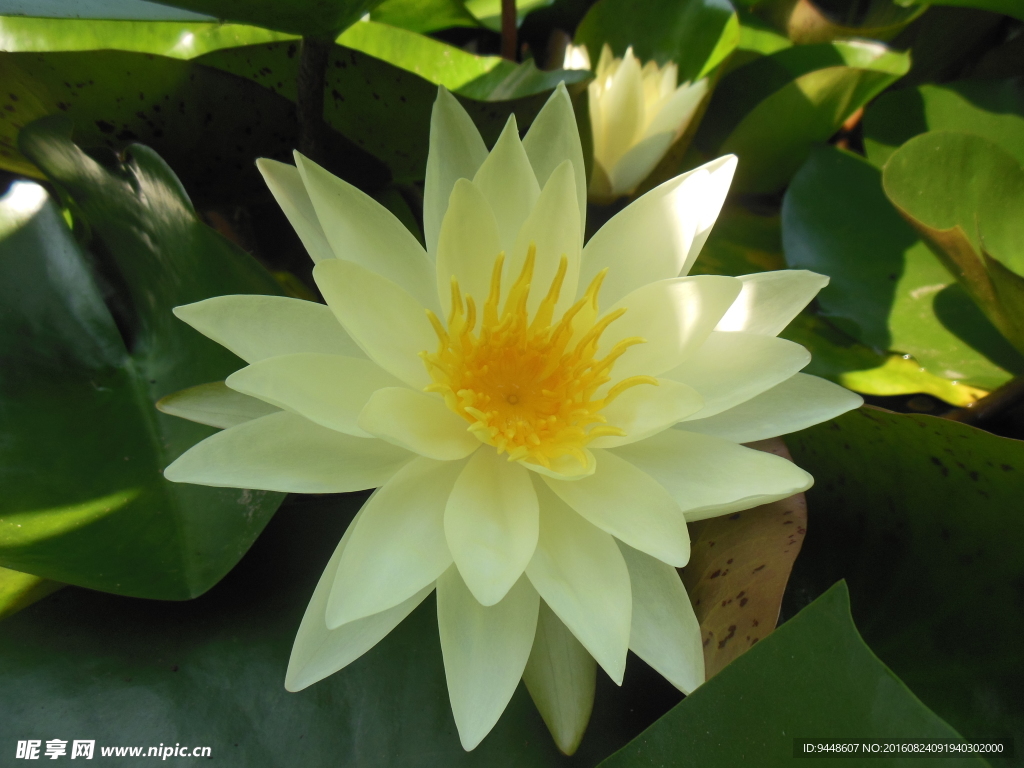 睡莲花