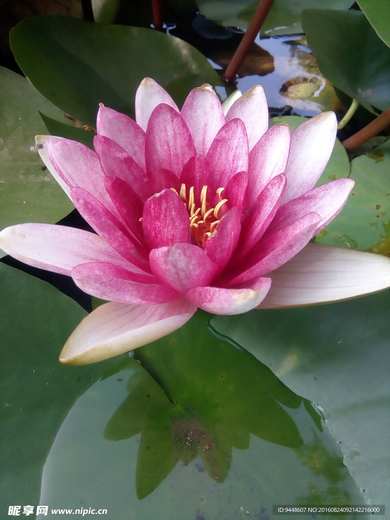睡莲花