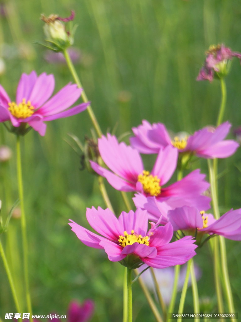 格桑花