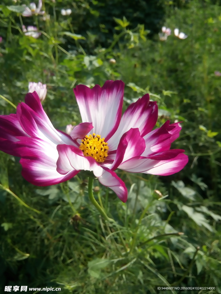 格桑花