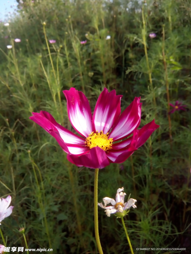 格桑花