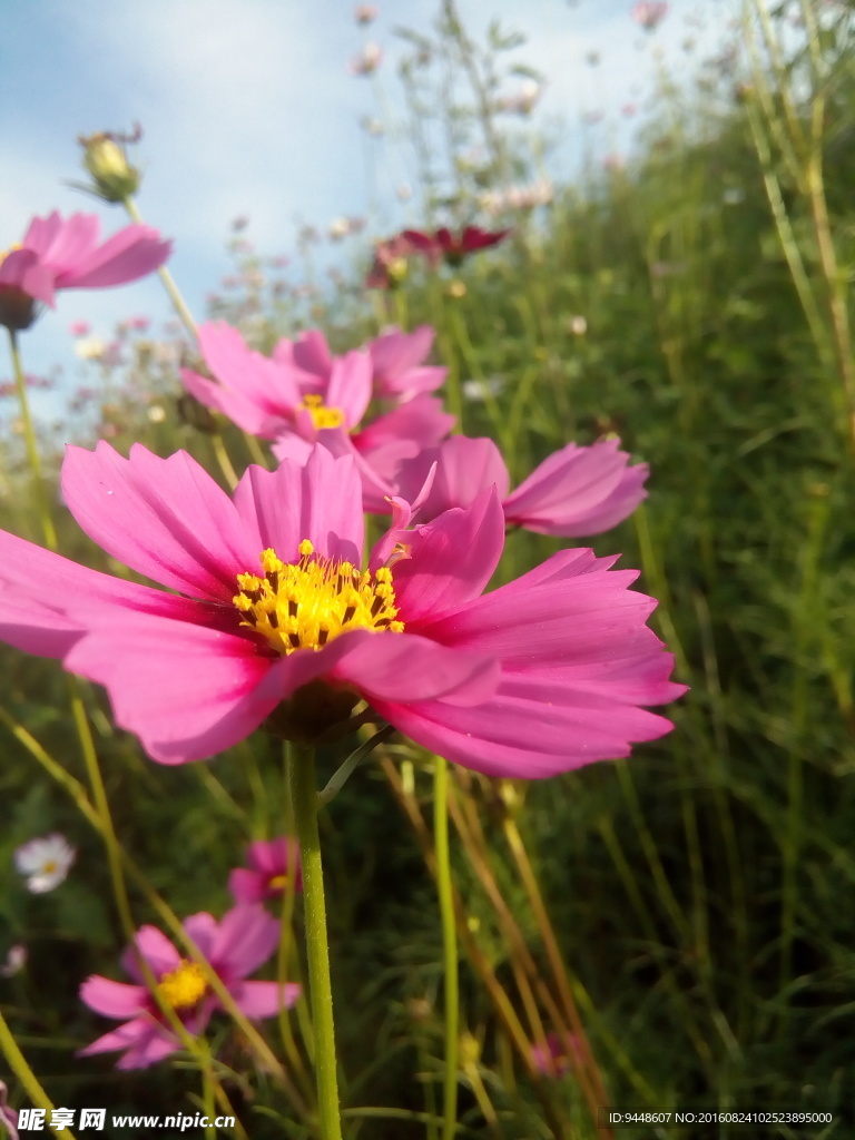 格桑花