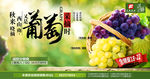 葡萄海报