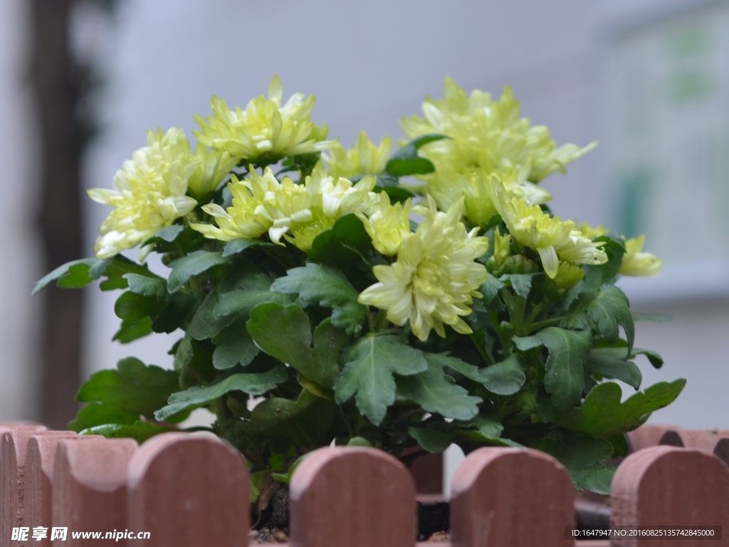 菊花