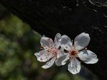 红叶李