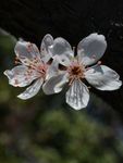 红叶李
