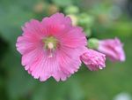 蜀葵花
