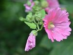 蜀葵花