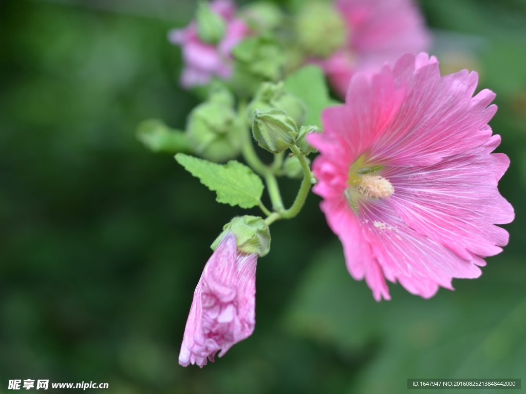 蜀葵花