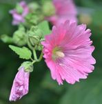 蜀葵花