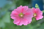 蜀葵花