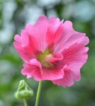 蜀葵花