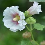 蜀葵花