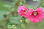 蜀葵花