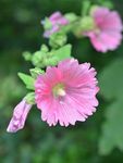 蜀葵花