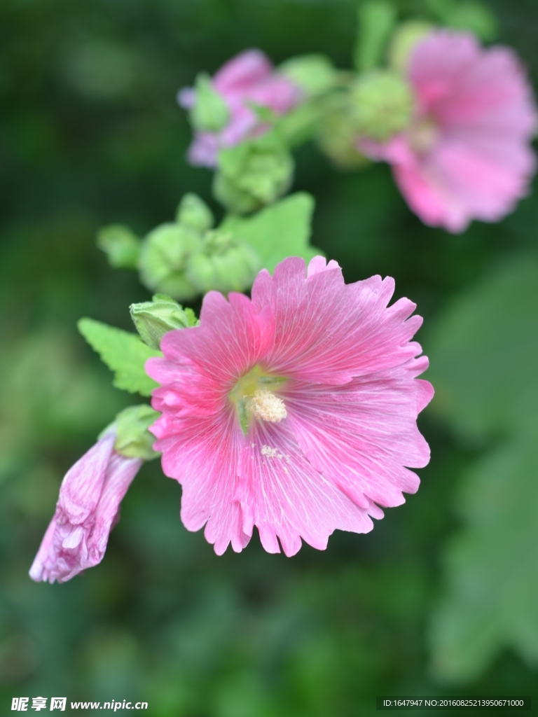 蜀葵花