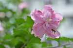 木槿