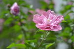 木槿