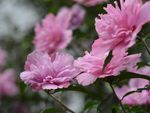 木槿