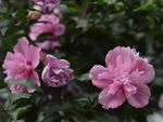 木槿