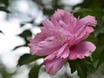 木槿