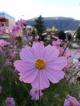 格桑花