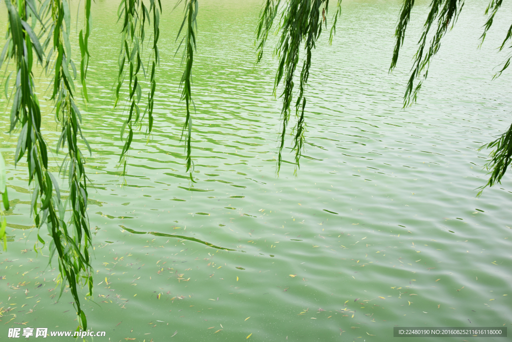 绿色水面风景图