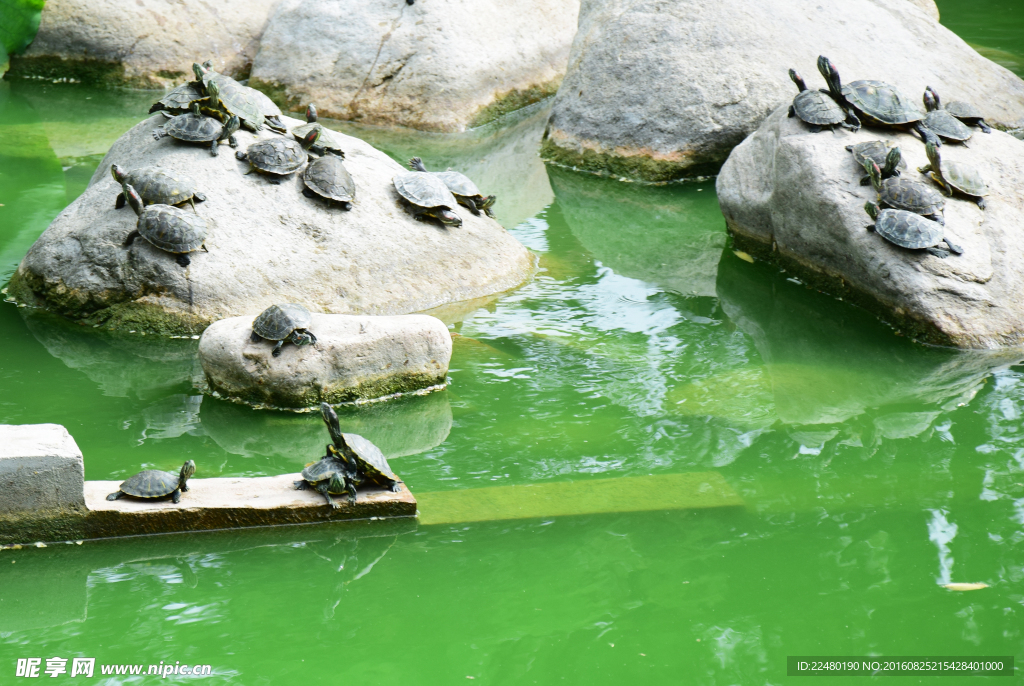 水池中的乌龟