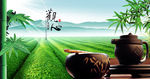 茶背景图片