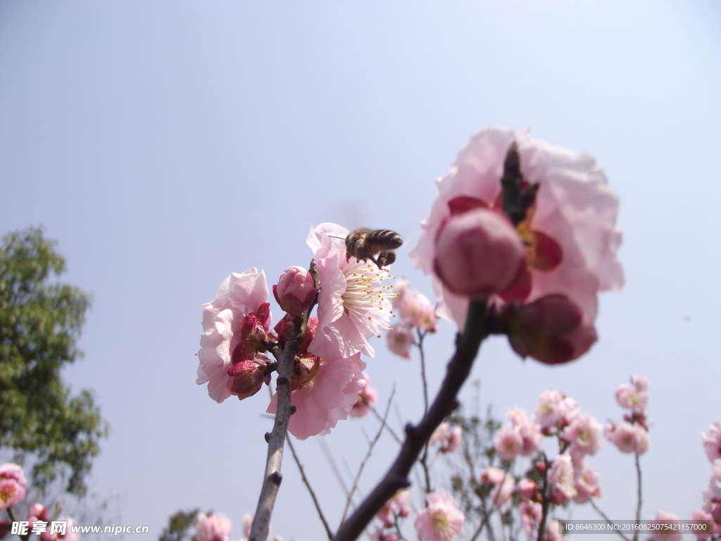 蜜蜂梅花