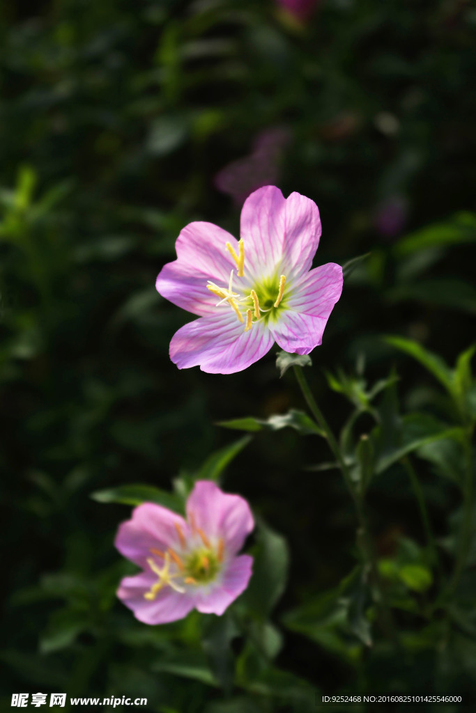 月见草花