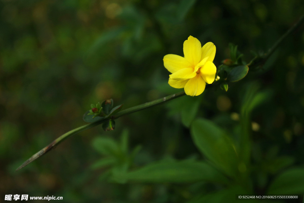 一枝小黄花