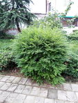 景观植物