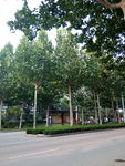 绿荫