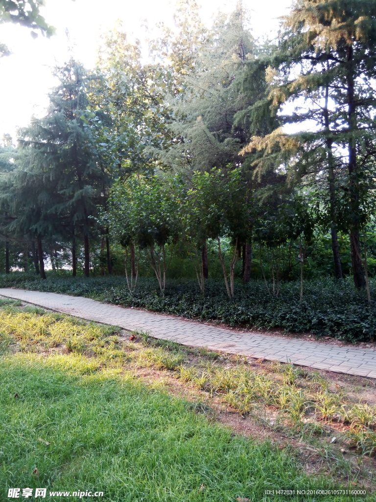 林荫路