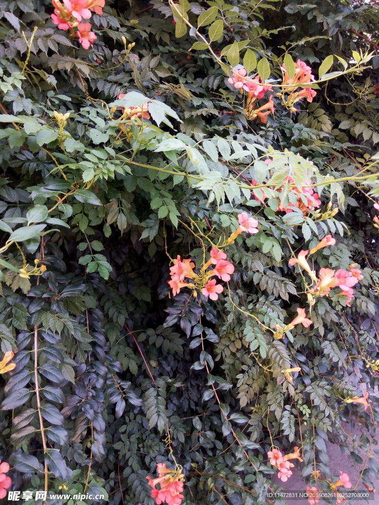 凌霄花
