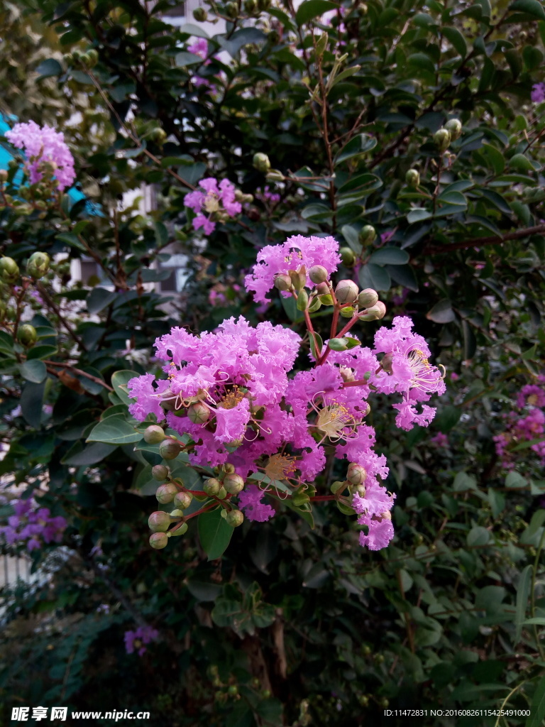 紫薇花