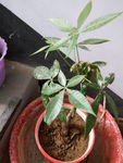 盆栽
