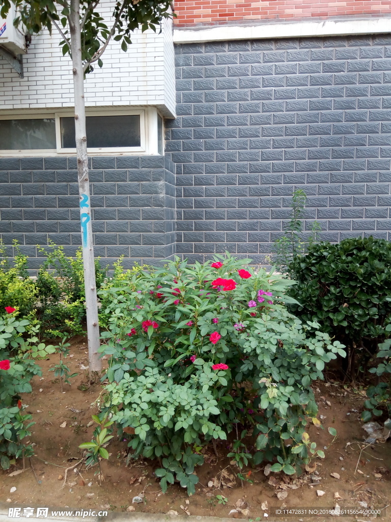 月季花