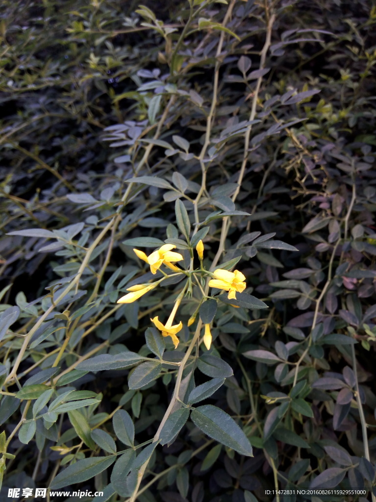 小黄花
