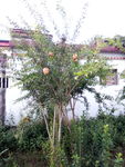 石榴树