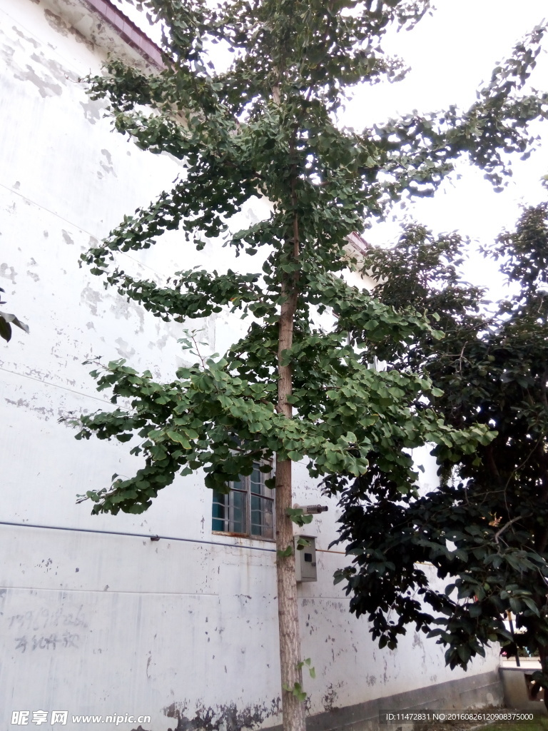 银杏树