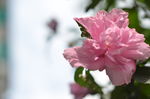 木槿