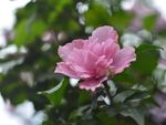 木槿