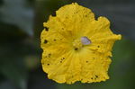 丝瓜花